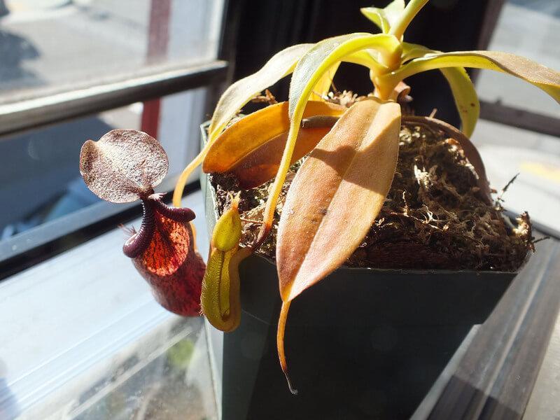 Nepenthes isik