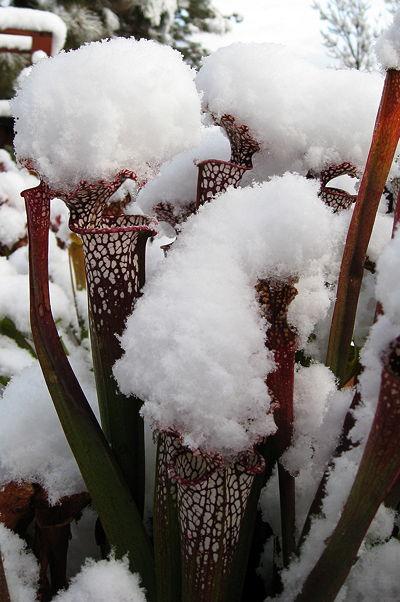 Sarracenia dormancy kış bakımı