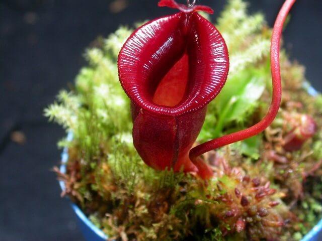 nepenthes highland