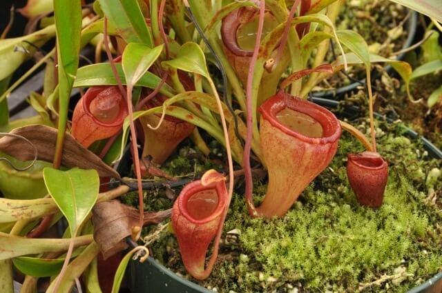 nepenthes ultra highland
